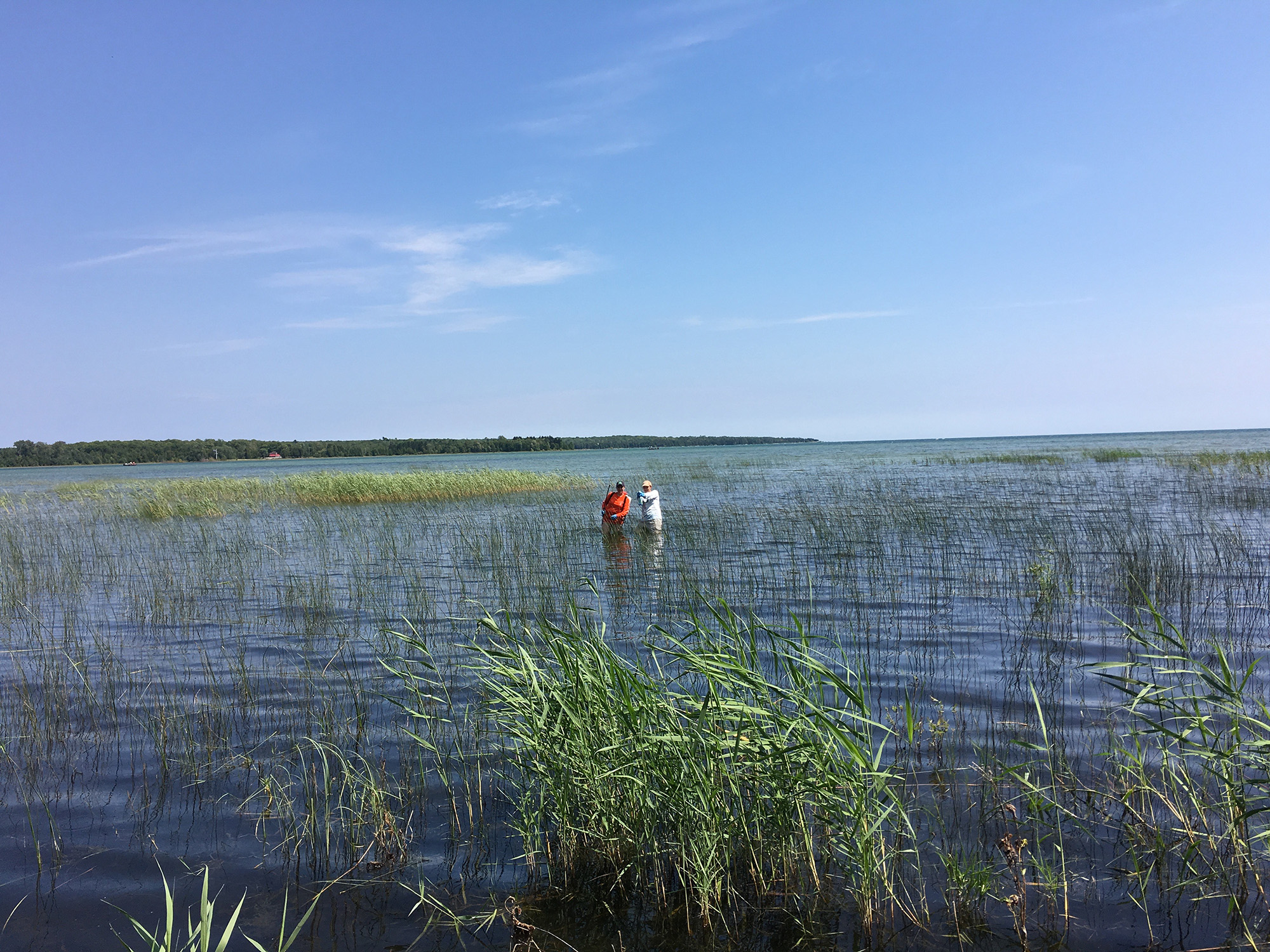 invasive species managers standing on a shoreline filled with Phragmites australis