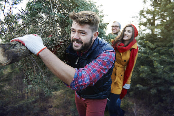 Three people carry an evergreen tree.