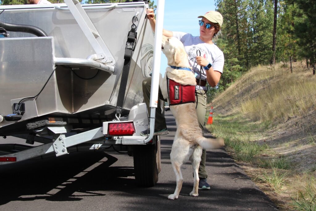 A white dog trained in sniffing out invasive species wears a red vest and sniffs a boat where its trainer is pointing.